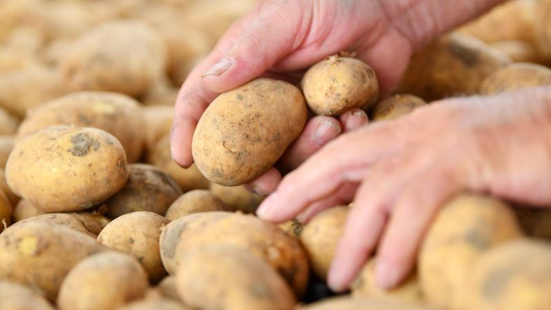 Prix des pommes de terre en Europe : recul en France et dispositif de soutien en Suisse