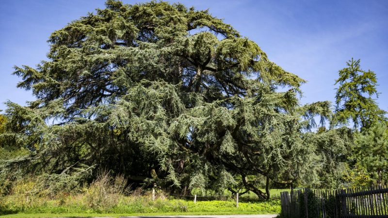 Lausanne réévalue la sécurité d’une soixantaine de cèdres après deux chutes majeures