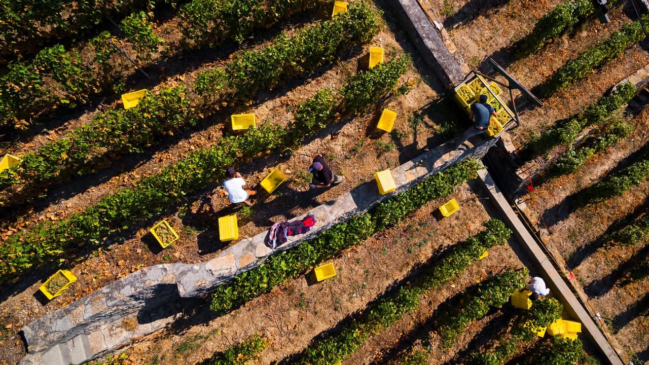 Vendanges 2025 en Suisse: une récolte prometteuse, mais le moral des vignerons en berne