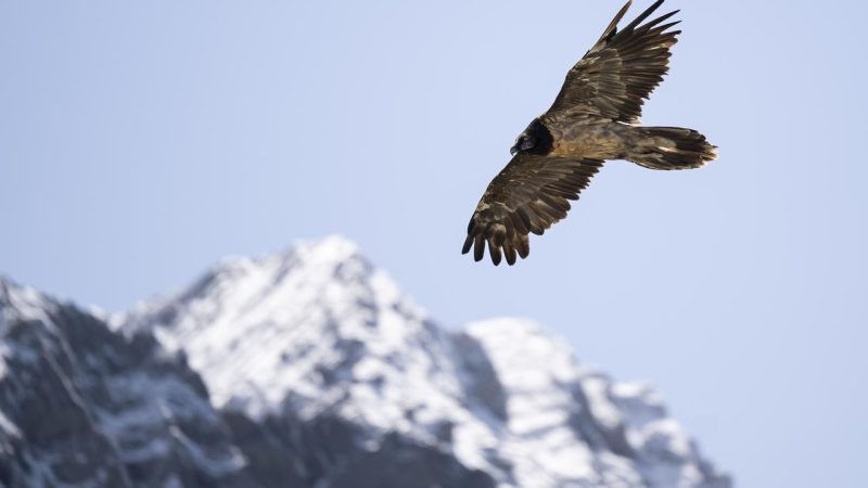 Record historique en Suisse : 26 gypaètes barbus ont pris leur envol cette année