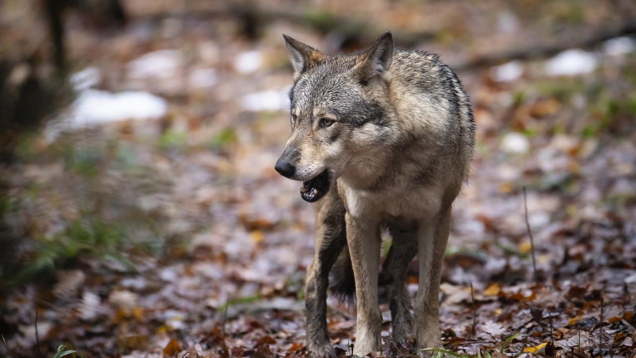 Neuchâtel autorise la régulation de la meute de loups à La Brévine suite à des attaques sur le bétail