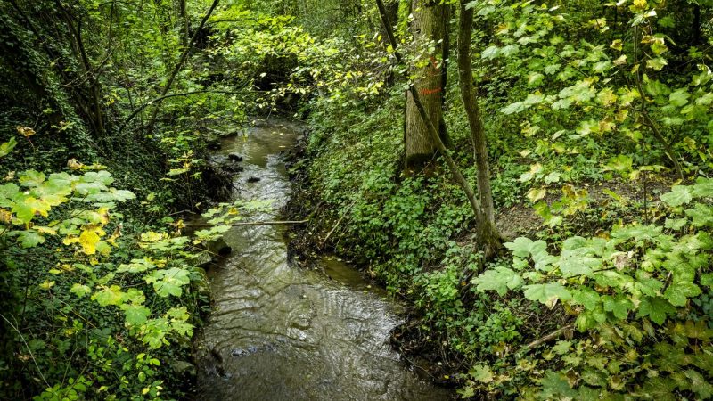 Lausanne renature ses rivières pour la biodiversité et la sécurité face aux crues