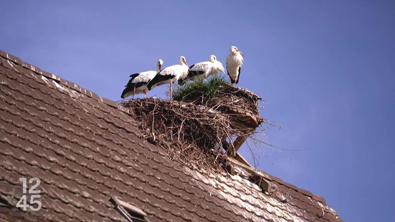 Trump et un troisième mandat : Steve Bannon affirme l’existence d’une stratégie et d’options potentielles