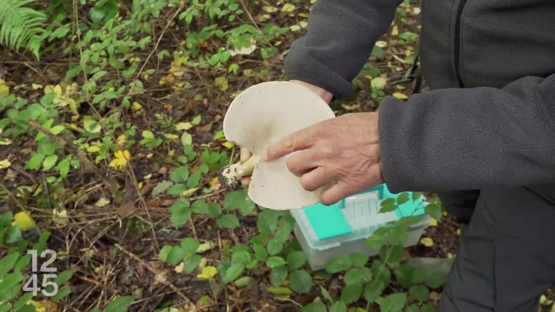 Argovie: fuite lors d’un contrôle à Würenlos aboutit à un accident endommageant une vitrine à Wettingen