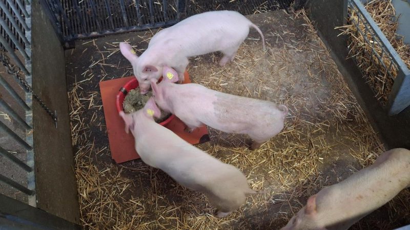 Microalgues en Suisse : une alternative locale au soja dans l’alimentation animale, étude chez Agroscope