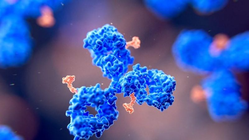 Les anticorps conjugués : des traitements ciblés ouvrant de nouvelles perspectives pour le cancer du sein précoce